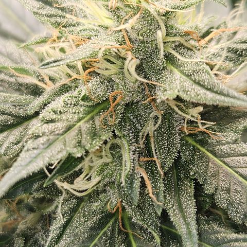 Amnesia Haze Automatic growlog timeline photo