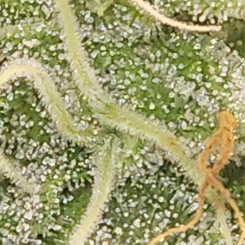 Amnesia Haze Automatic growlog timeline photo