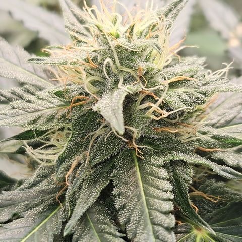 Amnesia Haze Automatic growlog timeline photo
