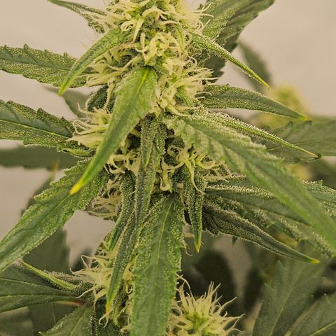 Krüppel Watermelon Candy F1 Automatic growlog timeline photo