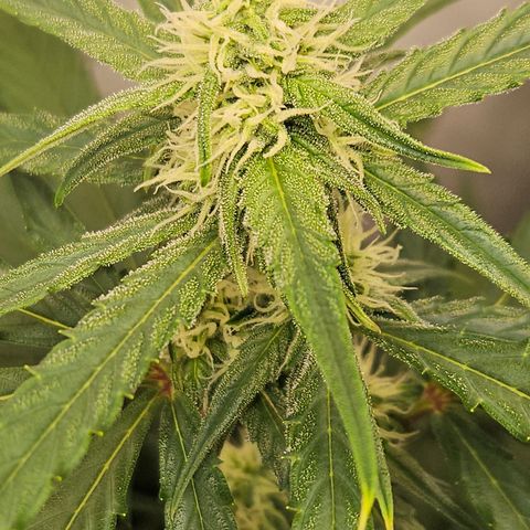 Krüppel Watermelon Candy F1 Automatic growlog timeline photo