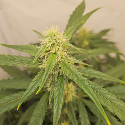 Krüppel Watermelon Candy F1 Automatic growlog timeline photo