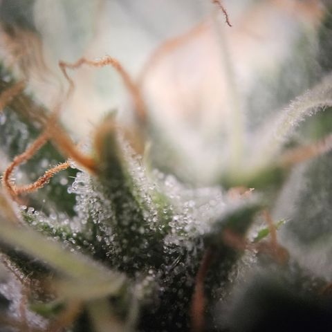Amnesia Haze Automatic growlog timeline photo