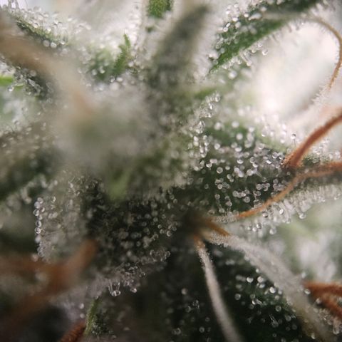 Amnesia Haze Automatic growlog photo: Immer noch glasig bis milchig, steht ab jetzt deutlich näher am Licht, um die Erntereife schneller zu erreichen 