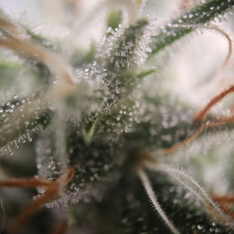 Amnesia Haze Automatic growlog timeline photo