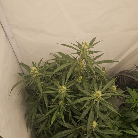 Krüppel Watermelon Candy F1 Automatic growlog photo: Die riecht so gut wie keine zuvor
