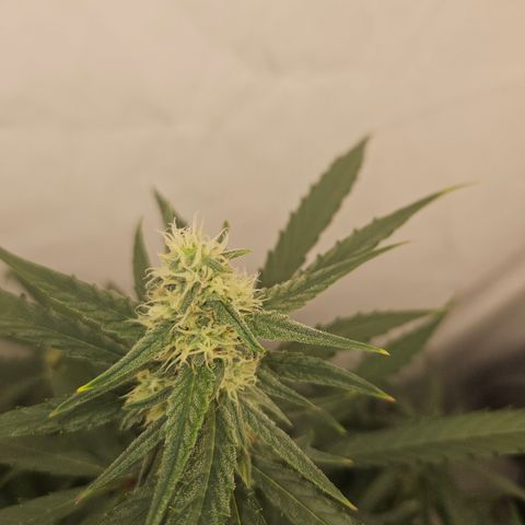 Krüppel Watermelon Candy F1 Automatic growlog timeline photo
