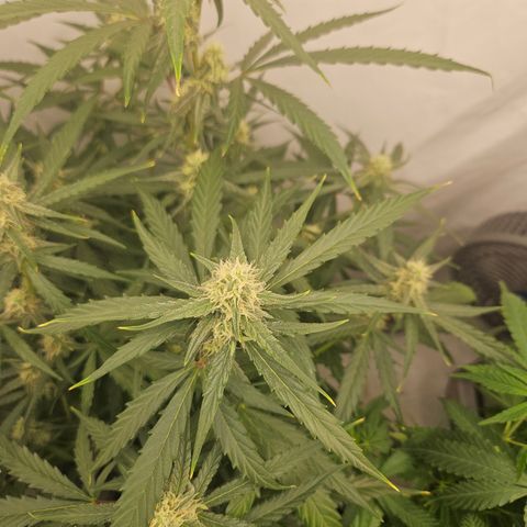 Krüppel Watermelon Candy F1 Automatic growlog timeline photo