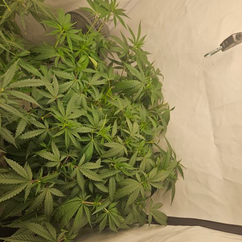 Ice Cream Cake growlog timeline photo