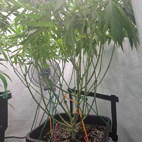 Ice Cream Cake growlog timeline photo