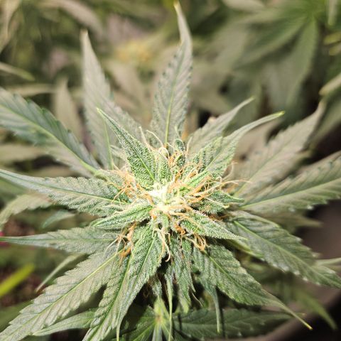 Amnesia Haze Automatic growlog timeline photo