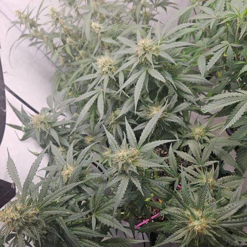 Amnesia Haze Automatic growlog timeline photo