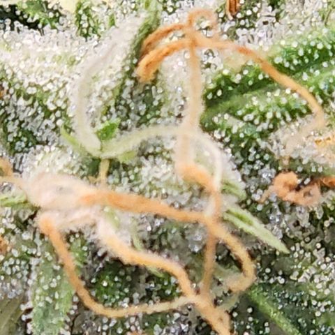 Amnesia Haze Automatic growlog timeline photo