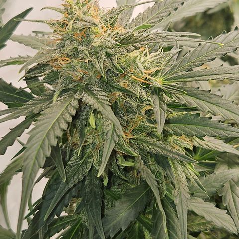 Amnesia Haze Automatic growlog timeline photo