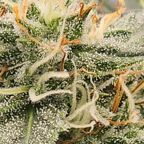 Amnesia Haze Automatic growlog timeline photo