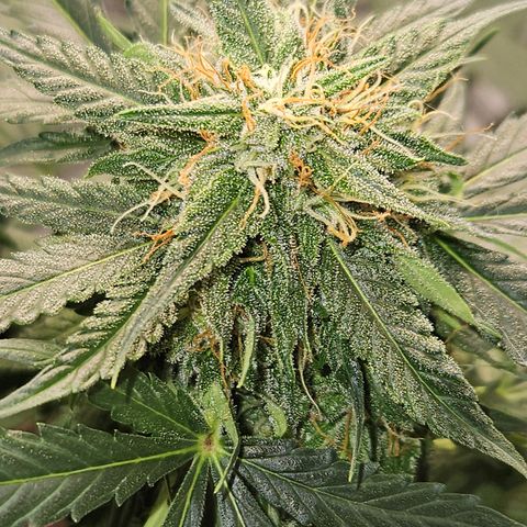 Amnesia Haze Automatic growlog timeline photo