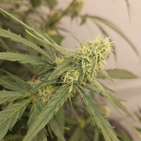 Krüppel Watermelon Candy F1 Automatic growlog timeline photo