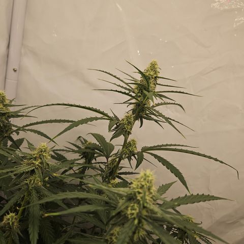 Krüppel Watermelon Candy F1 Automatic growlog timeline photo