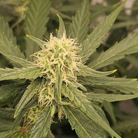 Krüppel Watermelon Candy F1 Automatic growlog timeline photo