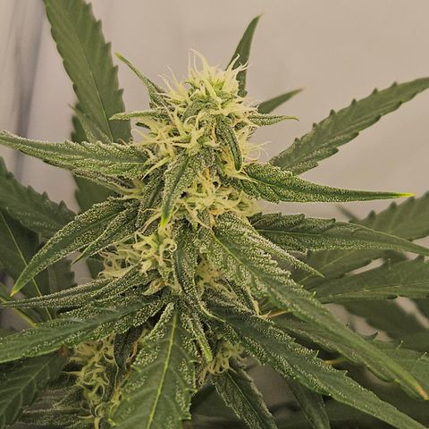 Krüppel Watermelon Candy F1 Automatic growlog timeline photo