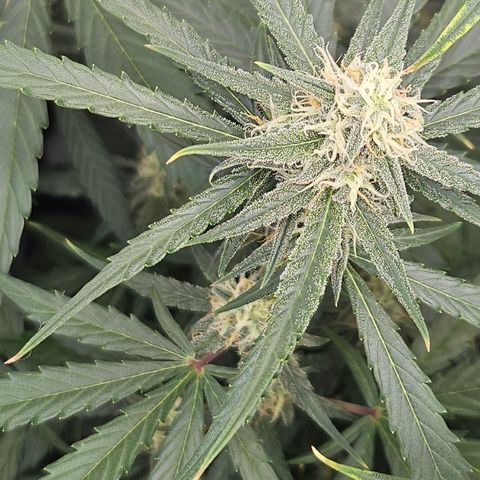 Krüppel Watermelon Candy F1 Automatic growlog timeline photo