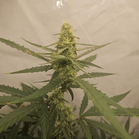 Krüppel Watermelon Candy F1 Automatic growlog timeline photo