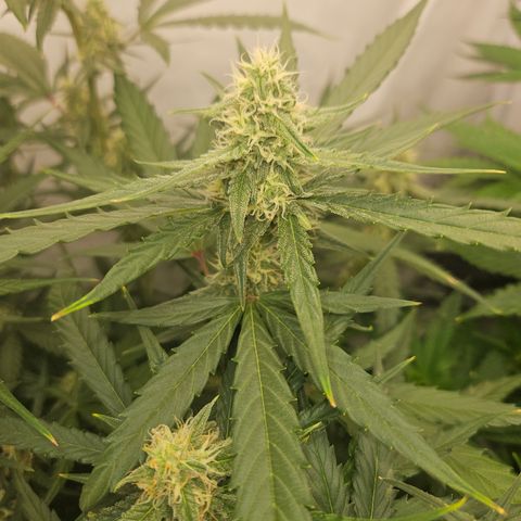 Krüppel Watermelon Candy F1 Automatic growlog timeline photo