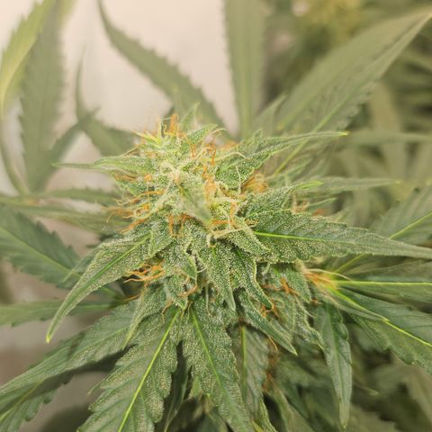 Amnesia Haze Automatic growlog timeline photo