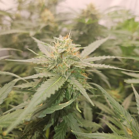 Amnesia Haze Automatic growlog timeline photo
