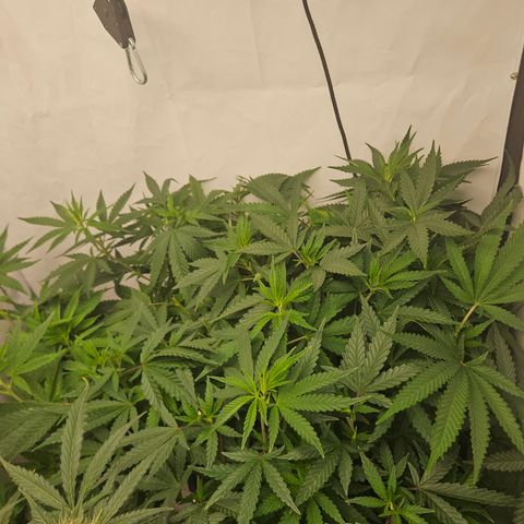Ice Cream Cake growlog timeline photo