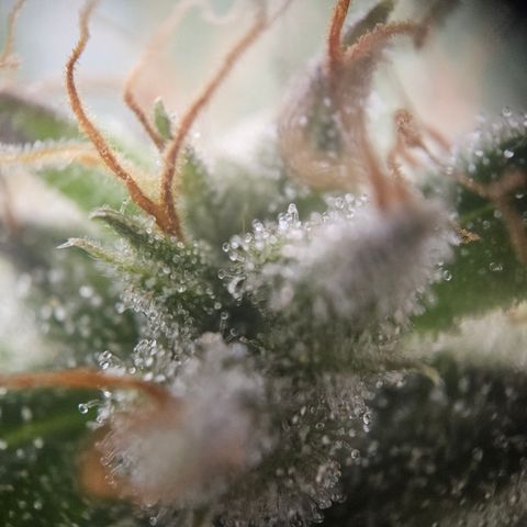 Amnesia Haze Automatic growlog timeline photo