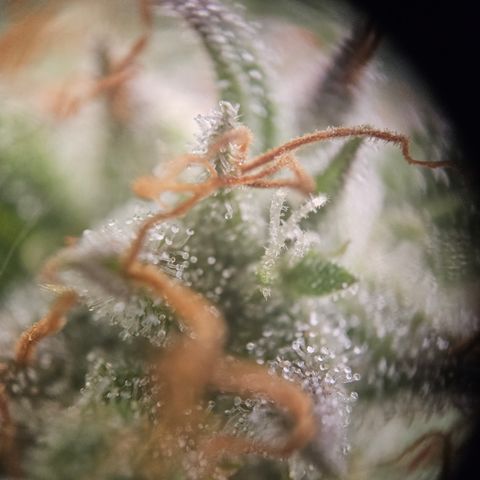 Amnesia Haze Automatic growlog timeline photo