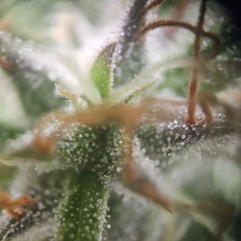 Amnesia Haze Automatic growlog timeline photo