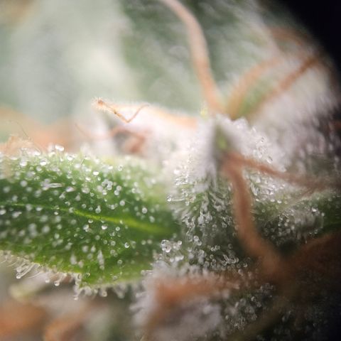 Amnesia Haze Automatic growlog timeline photo