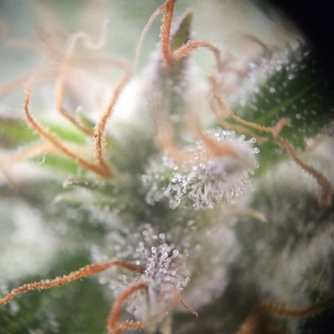 Amnesia Haze Automatic growlog timeline photo