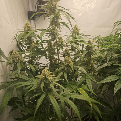 Krüppel Watermelon Candy F1 Automatic growlog photo: Abnormal geiler Geruch