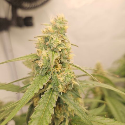 Krüppel Watermelon Candy F1 Automatic growlog photo: Abnormal geiler Geruch
