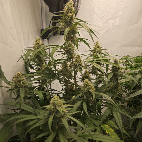 Krüppel Watermelon Candy F1 Automatic growlog photo: Abnormal geiler Geruch