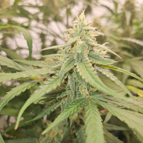 Krüppel Watermelon Candy F1 Automatic growlog photo: Abnormal geiler Geruch