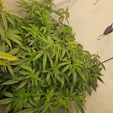 Ice Cream Cake growlog timeline photo