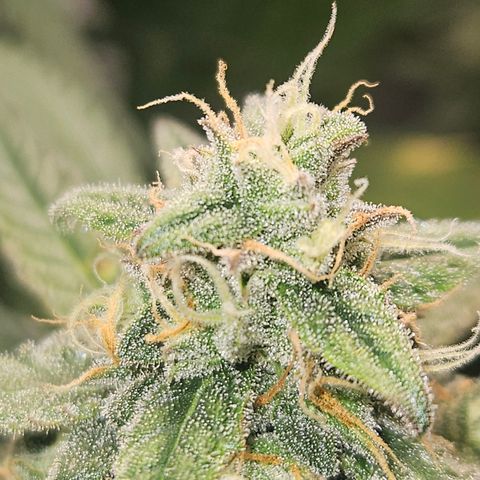 Krüppel Watermelon Candy F1 Automatic growlog timeline photo
