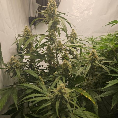 Krüppel Watermelon Candy F1 Automatic growlog timeline photo