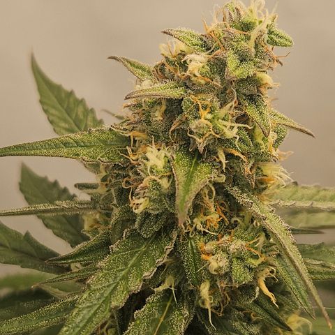 Krüppel Watermelon Candy F1 Automatic growlog timeline photo
