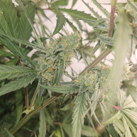 Krüppel Watermelon Candy F1 Automatic growlog timeline photo