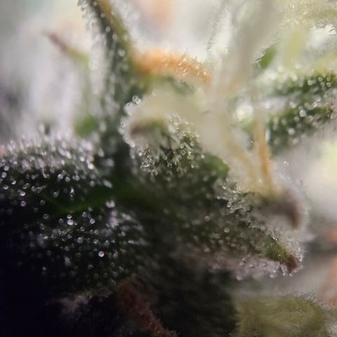 Krüppel Watermelon Candy F1 Automatic growlog timeline photo