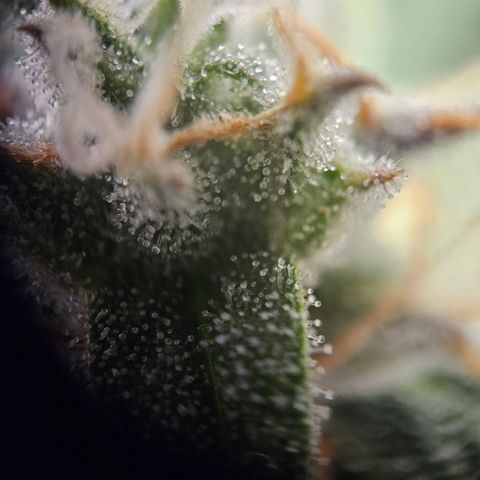 Krüppel Watermelon Candy F1 Automatic growlog timeline photo