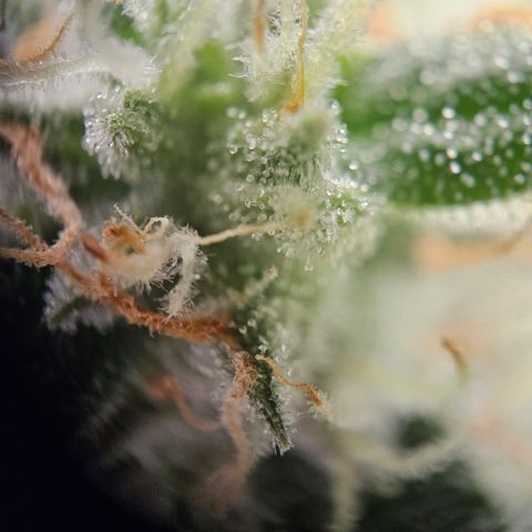 Krüppel Watermelon Candy F1 Automatic growlog timeline photo