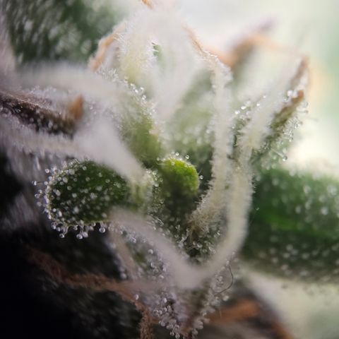 Krüppel Watermelon Candy F1 Automatic growlog timeline photo