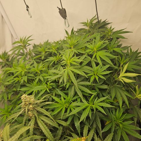 Ice Cream Cake growlog timeline photo