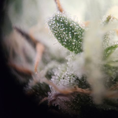 Krüppel Watermelon Candy F1 Automatic growlog timeline photo